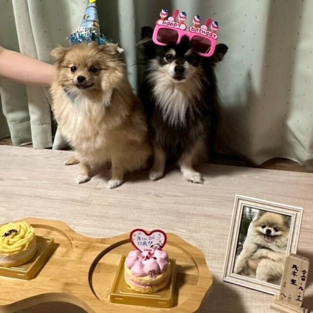 #愛犬と夏休み

家族の皆んなにお誕生日のお祝いしてもらったよ🎉🐶
美味しいケーキも食べれて良かったね🎂✨

ママとの夏休み満喫してね😊🌟

🐾
🐾
🐾
#いばらきどうぶつ専門学校 #いばらき動物専門学院 #動物専門学校 #動物 #トリマー #ドッグトレーナー #家庭犬訓練士 #動物看護師 #動物臨床助士 #飼育員 #🐶 #dog #doglover #土浦 #土浦駅 #水戸 #水戸動物専門学校  #つくば #日立 #担当犬 #パートナードッグ #犬 #かわいい⁡⁡#オンリーワンちゃん #ポメラニアン #ポメ
