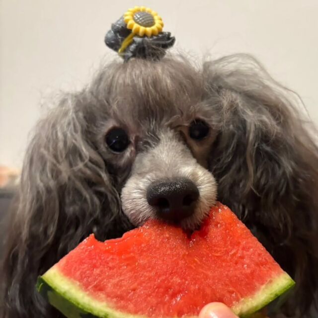 #担当犬と夏休み 

トイプードルのにこくん🐩✨
夏の食べ物スイカをママにもらったよ🍉
一緒にお出かけも出来て良かったね😄💕

ママとの夏休み満喫してね🌟

🐾
🐾
🐾
#いばらきどうぶつ専門学校 #いばらき動物専門学院 #動物専門学校 #動物 #トリマー #ドッグトレーナー #家庭犬訓練士 #動物看護師 #動物臨床助士 #飼育員 #🐶 #dog #doglover #土浦 #土浦駅 #水戸 #水戸動物専門学校  #つくば #日立 #担当犬 #パートナードッグ #犬 #かわいい⁡⁡#オンリーワンちゃん #トイプードル #トイプー