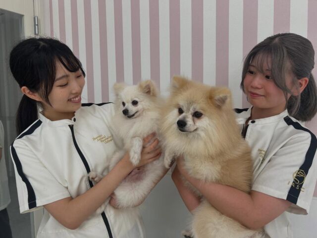 長かった夏休みが終わり今日から授業スタート🌻

今日は全員で #美容実習 を行いました🙌🏻💞
みんな久しぶりに会えて嬉しそう🥰

 #担当犬と夏休み  #愛犬と夏休み 少しずつアップ予定です🆙︎💕︎お楽しみに～👋

⁡⁡⁡#いばらきどうぶつ専門学校 #いばらき動物専門学院 #動物専門学校 #いばどう #土浦市 #トリマー #ドッグトレーナー #動物看護師 #動物臨床助士 #飼育員 #実習 #パートナードッグ  #iASC #いば動 #茨城 #動物 #専門 #学校 #犬 #オープンキャンパス #体験会 #水戸動物専門学校