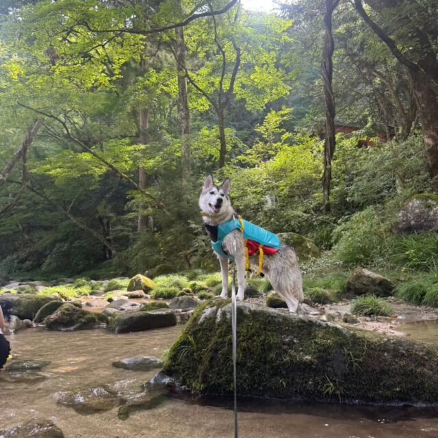#担当犬と夏休み 

#シベリアンハスキー のボスくん🐶
お友達のリノくんと川にお出かけに行ったよ🚗💕

2頭とも泳ぐのが上手でした📷️✨
🐾
🐾
🐾
#いばらきどうぶつ専門学校 #いばらき動物専門学院 #動物専門学校 #動物 #トリマー #ドッグトレーナー #家庭犬訓練士 #動物看護師 #動物臨床助士 #飼育員 #🐶 #dog #doglover #土浦 #土浦駅 #水戸 #水戸動物専門学校  #つくば #日立 #担当犬 #パートナードッグ #犬 #かわいい⁡⁡#オンリーワンちゃん#担当犬と夏休み #シベリアンハスキー #ハスキー