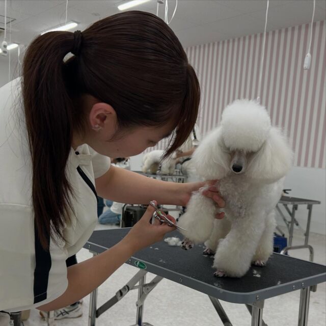 今日は、美容科1年生初めての実技テスト✨
入学してから今までの努力を発揮するいい機会になりました！
みんなお疲れ様でした🐩💕
🐾
🐾
🐾
⁡#いばらきどうぶつ専門学校 #いばらき動物専門学院 #動物専門学校 #動物 #トリマー #ドッグトレーナー #家庭犬訓練士 #動物看護師 #動物臨床助士 #飼育員 #🐶 #dog #doglovers #土浦 #土浦駅 #水戸 #水戸動物専門学校  #つくば #日立 #担当犬 #パートナードッグ #犬  #テスト