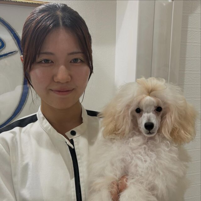 #担当犬 🐶が来ました⭐️

 #トイプードル の「おもち」ちゃんです🍡

天真爛漫で活発な女の子ですが、愛嬌たっぷりで可愛らしいです🥰

がんばっていこ〜👍️
🐾
🐾
🐾
#いばらきどうぶつ専門学校 #いばらき動物専門学院 #動物専門学校 #動物 #トリマー #ドッグトレーナー #家庭犬訓練士 #動物看護師 #動物臨床助士 #飼育員 #🐶 #dog #doglover #土浦 #土浦駅 #水戸 #水戸動物専門学校  #つくば #日立 #担当犬 #パートナードッグ #犬 #かわいい⁡⁡#オンリーワンちゃん