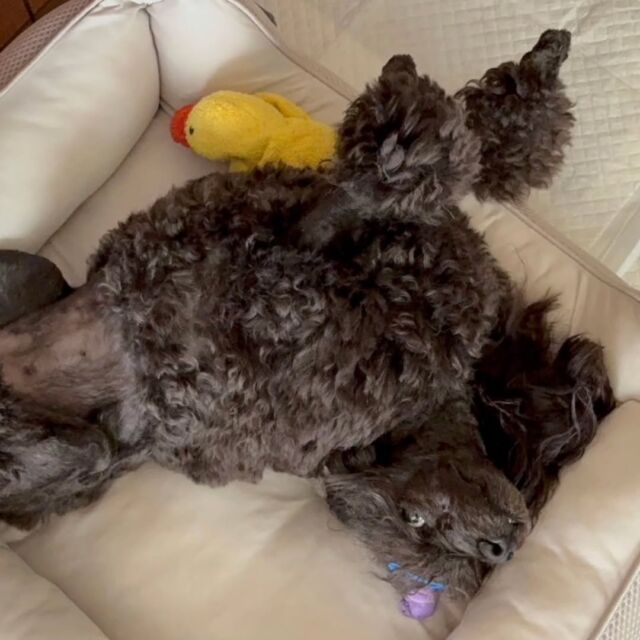 #担当犬と夏休み 

#トイプードル のちゅなちゃん🎀
 お家でまったり過ごしました🥰

夏休みをママと一緒に満喫しました😊✨
🐾
🐾
🐾
#いばらきどうぶつ専門学校 #いばらき動物専門学院 #動物専門学校 #動物 #トリマー #ドッグトレーナー #家庭犬訓練士 #動物看護師 #動物臨床助士 #飼育員 #🐶 #dog #doglover #土浦 #土浦駅 #水戸 #水戸動物専門学校  #つくば #日立 #担当犬 #パートナードッグ #犬 #かわいい⁡⁡#オンリーワンちゃん#担当犬と夏休み #プードル #ブラックプードル