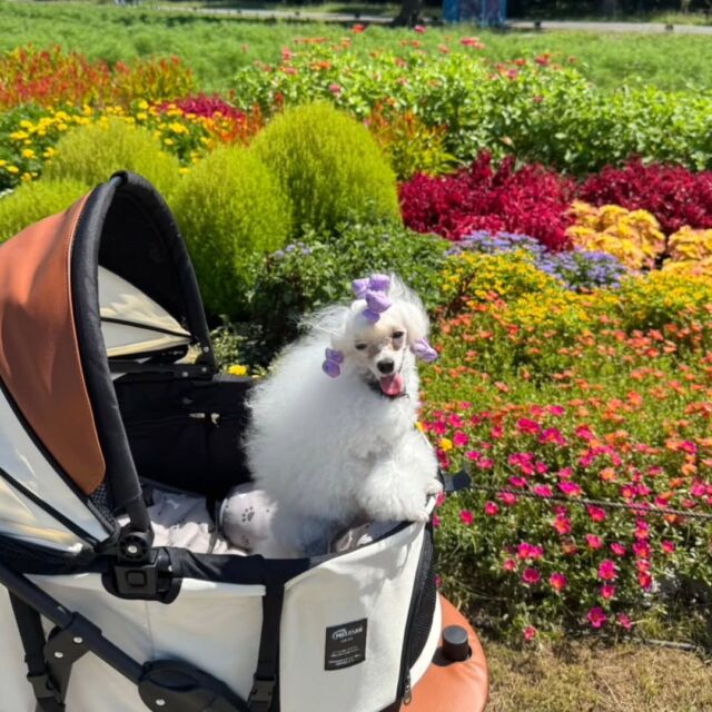 #担当犬と夏休み 

#トイプードル のはくくん🐩✨
 ママと一緒に色々な所へお出かけしました🚗💕

夏休みにたくさんの思い出が出来ました📷️❣️
🐾
🐾
🐾
#いばらきどうぶつ専門学校 #いばらき動物専門学院 #動物専門学校 #動物 #トリマー #ドッグトレーナー #家庭犬訓練士 #動物看護師 #動物臨床助士 #飼育員 #🐶 #dog #doglover #土浦 #土浦駅 #水戸 #水戸動物専門学校  #つくば #日立 #担当犬 #パートナードッグ #犬 #かわいい⁡⁡#オンリーワンちゃん#担当犬と夏休み #プードル #ホワイトプードル