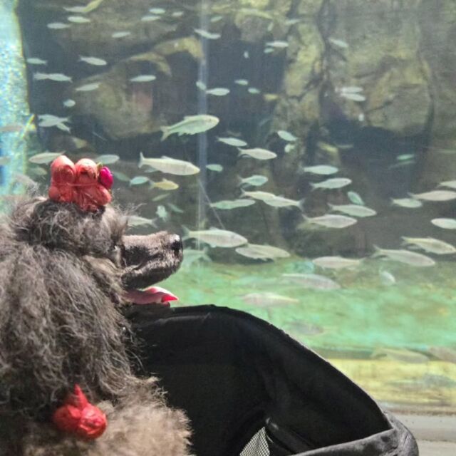 #担当犬と夏休み 

#トイプードル のしほちゃん🐩✨
ママと一緒に水族館に行ったよ🐟️🌊

泳いでる魚に興味津々なしほちゃんでした💕
🐾
🐾
🐾
#いばらきどうぶつ専門学校 #いばらき動物専門学院 #動物専門学校 #動物 #トリマー #ドッグトレーナー #家庭犬訓練士 #動物看護師 #動物臨床助士 #飼育員 #🐶 #dog #doglover #土浦 #土浦駅 #水戸 #水戸動物専門学校  #つくば #日立 #担当犬 #パートナードッグ #犬 #かわいい⁡⁡#オンリーワンちゃん#担当犬と夏休み #トイプードル #プードル