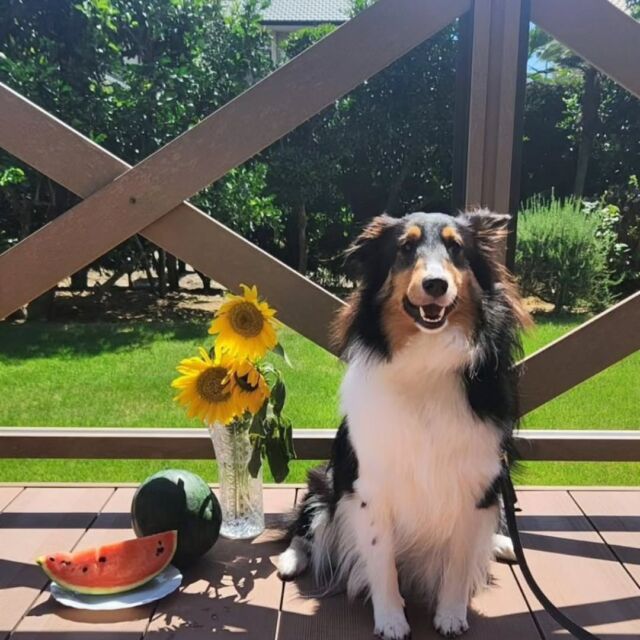#担当犬と夏休み 

#シェットランドシープドッグ のラテちゃん🐶
スイカとひまわりと一緒に写真を撮ってもらったよ🍉🌻

カメラ目線バッチリだね👀📷️✨
🐾
🐾
🐾
#いばらきどうぶつ専門学校 #いばらき動物専門学院 #動物専門学校 #動物 #トリマー #ドッグトレーナー #家庭犬訓練士 #動物看護師 #動物臨床助士 #飼育員 #🐶 #dog #doglover #土浦 #土浦駅 #水戸 #水戸動物専門学校  #つくば #日立 #担当犬 #パートナードッグ #犬 #かわいい⁡⁡#オンリーワンちゃん#担当犬と夏休み #シェットランドシープドッグ #シェルティ