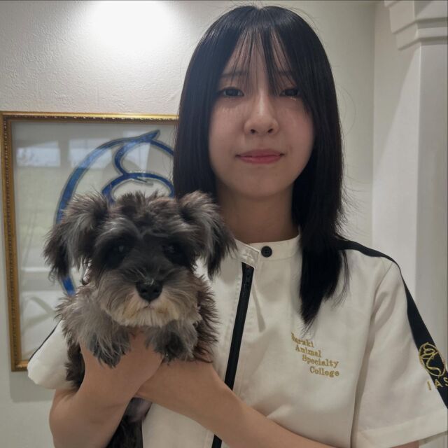 #担当犬 🐶が来ました⭐️

 #ミニチュアシュナウザー の「アネラ」ちゃん👼

可愛いルックスのアネラちゃんにみんなうっとり☺️
🐾
🐾
🐾
#いばらきどうぶつ専門学校 #いばらき動物専門学院 #動物専門学校 #動物 #トリマー #ドッグトレーナー #家庭犬訓練士 #動物看護師 #動物臨床助士 #飼育員 #🐶 #dog #doglover #土浦 #土浦駅 #水戸 #水戸動物専門学校  #つくば #日立 #担当犬 #パートナードッグ #犬 #かわいい⁡⁡#オンリーワンちゃん