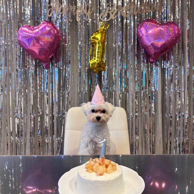 #担当犬と夏休み 

#マルチーズ のりよんちゃん🐶
誕生日だったのでママが手作りでケーキを作ってくれました🎂✨

可愛く飾り付けもしてもらえて良かったね😊💕
🐾
🐾
🐾
#いばらきどうぶつ専門学校 #いばらき動物専門学院 #動物専門学校 #動物 #トリマー #ドッグトレーナー #家庭犬訓練士 #動物看護師 #動物臨床助士 #飼育員 #🐶 #dog #doglover #土浦 #土浦駅 #水戸 #水戸動物専門学校  #つくば #日立 #担当犬 #パートナードッグ #犬 #かわいい⁡⁡#オンリーワンちゃん#担当犬と夏休み #マルチーズ #マル