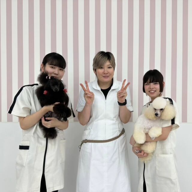 本日は現役のカリスマトリマーのＭ先生が指導に来てくださりました✨

ライセンスに向けて基礎から丁寧に教えていただきました🐶💕
テストも見ていただきありがとうございます😊

M先生次回もまたよろしくお願いします︎❤️‍🔥
🐾
🐾
🐾
#いばらきどうぶつ専門学校 #いばらき動物専門学院 #動物専門学校 #いばどう #土浦市 #トリマー #ドッグトレーナー #動物看護師 #動物臨床助士 #飼育員 #ライセンス取得 #実習 #パートナードッグ #可愛い #iASC #いば動 #茨城 #動物 #専門 #学校 #犬 #個別面談 #体験会 #現役のプロから教わる授業#トイ・プードル#プードル#トイプー