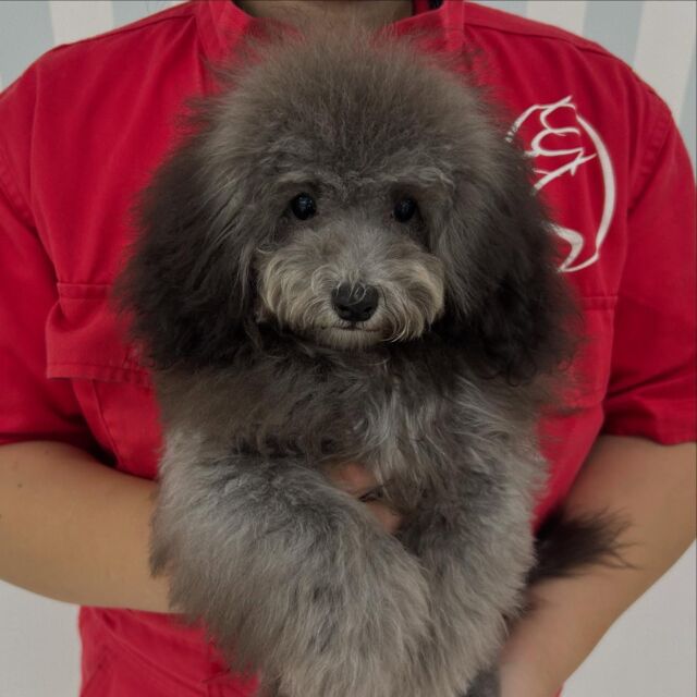 訓練科に#新入生ワンちゃん が入学しました🐶‼️

#トイプードル の男の子 五右衛門くん🥷🏻

ライオンカットが良く似合うあざとい男の子です😆

これから訓練頑張っていこうね💪
⁡
⁡ 🐾⁡
⁡🐾⁡
⁡#いばらきどうぶつ専門学校 #いばらき動物専門学院 #動物専門学校 #動物 #トリマー #ドッグトレーナー #家庭犬訓練士 #動物看護師 #動物臨床助士 #飼育員 #🐶 #dog #doglovers #土浦 #土浦駅 #水戸 #水戸動物専門学校  #つくば #日立 #担当犬 #パートナードッグ #犬 #かわいい⁡⁡ #オンリーワンちゃん#トイプードル