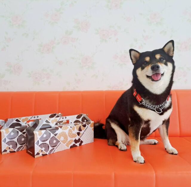 #卒業生 たちが遊びに来てくれました✨

#担当犬 の#柴犬  もみじちゃん🍁がちょっと早いけどハロウィンのお菓子を持ってきてくれました🍩💕

いつもありがとう👏❣️

また遊びに来てね☺️
🐾
🐾
🐾⁡
⁡⁡⁡#いばらきどうぶつ専門学校 #いばらき動物専門学院 #動物専門学校 #いばどう #土浦市 #トリマー #ドッグトレーナー #動物看護師 #動物臨床助士 #飼育員 #実習 #パートナードッグ  #iASC #いば動 #茨城 #動物 #専門 #学校 #犬 #オープンキャンパス #体験会 #水戸動物専門学校  #可愛い卒業生 #プードル #iASC自慢の卒業生 #柴 #黒柴