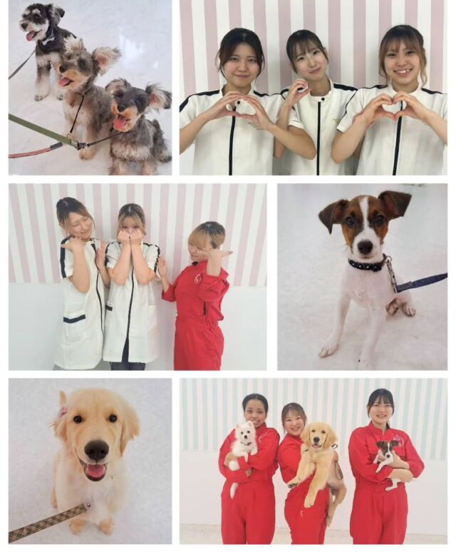本日はオープンキャンパスにご参加いただきありがとうございました✨

今日から１年生がお手伝いをしてくれました💕
緊張していたようですが、元気に頑張りました👏お手伝いありがとう🥰

参加して下さった方も在校生と楽しそうにお話しながら体験していました😄

次回のオープンキャンパスは11月15日(土)です✨

イベントの日程やご予約はプロフィール欄から
HPへGO👉@iasc_iasc
🐾
🐾
🐾
⁡⁡⁡⁡⁡⁡#いばらきどうぶつ専門学校 #いばらき動物専門学院 #動物専門学校 #いばどう #土浦市 #トリマー #ドッグトレーナー #動物看護師 #動物臨床助士 #飼育員 #ライセンス取得 #パートナードッグ #iASC #いば動 #茨城 #動物 #専門 #学校 #犬 #オープンキャンパス #個別面談 #体験会 #水戸動物専門学校 #ジャックラッセルテリア #ゴールデンレトリーバー #ミニチュアシュナウザー #日本スピッツ #優しい先輩 #在校生ありがとう