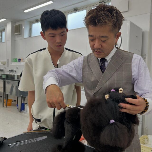 本日は世界で活躍されているS先生による #美容実習 がありました✨

今週末に行われるドッグショーに向けてたくさんのアドバイスを頂きました🥰

はっちゃけで学生の空気を和ませてくれるS先生❣️

本日もありがとうございました。
次回もよろしくお願い致します🫶
🐾
🐾
🐾
 #トイプードル #ビションフリーゼ#コンチネンタルクリップ #ハンドラー #グルーマー#いばらき動物専門学院 #土浦 #担当犬 #ライセンス取得 #実習 #パートナードッグ #可愛い #iASC #いば動 #茨城 #動物 #専門 #学校  #犬 #いぬ #セットアップ #ショークリップ #入賞 #できるのはここだけ #現役のプロから教わる授業