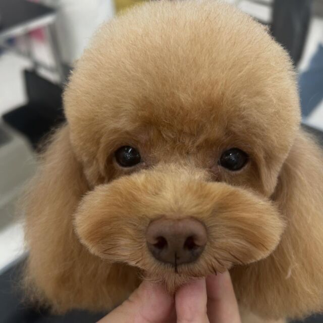 #今日の美容実習のワンちゃん 🐶

#トイプードル の「まこぷぅ〜」🧸🍯

最後まで一生懸命頑張っていました🥰
🐾⁡
⁡ 🐾⁡
⁡🐾⁡
⁡#いばらきどうぶつ専門学校 #いばらき動物専門学院 #動物専門学校 #動物 #トリマー #ドッグトレーナー #家庭犬訓練士 #動物看護師 #動物臨床助士 #飼育員 #🐶 #dog #doglovers #土浦 #土浦駅 #水戸 #水戸動物専門学校  #つくば #日立 #担当犬 #パートナードッグ #犬 #かわいい⁡⁡