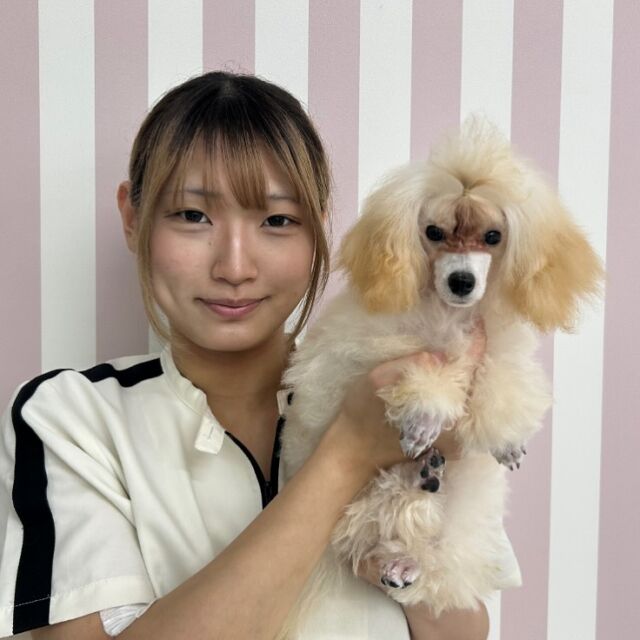 #担当犬 🐶が来ました🌟

#トイプードル の「レム」ちゃんです💖

パワー全開で遊ぶのが大好きな女の子💞
その無邪気さがたまらなく可愛い😍

これから一緒に頑張ろう😊
🐾
🐾
🐾
#いばらきどうぶつ専門学校 #いばらき動物専門学院 #動物専門学校 #動物 #トリマー #ドッグトレーナー #家庭犬訓練士 #動物看護師 #動物臨床助士 #飼育員 #🐶 #dog #doglover #土浦 #土浦駅 #水戸 #水戸動物専門学校  #つくば #日立 #担当犬 #パートナードッグ #犬 #かわいい⁡⁡#オンリーワンちゃん