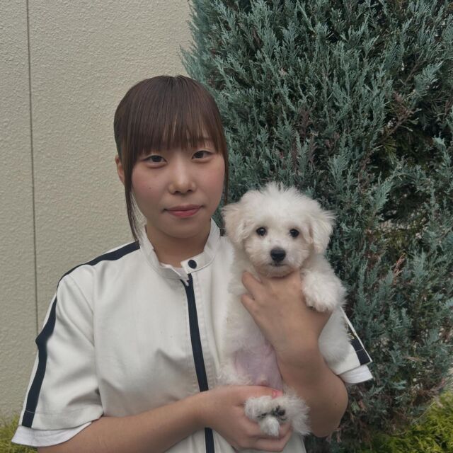 #担当犬 🐶が来ました🌟

#ビションフリーゼ の「きぬ」くん🤍ᩚ

タレ目がとってもかわいい男の子です🥺
これから一緒に頑張ろう💪
🐾
🐾
🐾
#いばらきどうぶつ専門学校 #いばらき動物専門学院 #動物専門学校 #動物 #トリマー #ドッグトレーナー #家庭犬訓練士 #動物看護師 #動物臨床助士 #飼育員 #🐶 #dog #doglover #土浦 #土浦駅 #水戸 #水戸動物専門学校  #つくば #日立 #担当犬 #パートナードッグ #犬 #かわいい⁡⁡#オンリーワンちゃん