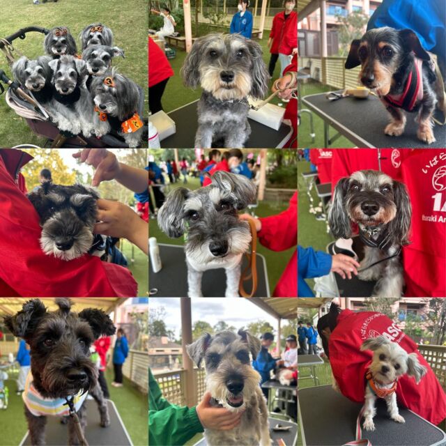 #髭犬祭2025 に参加させて頂しました💓

各ブース、コンテンツたくさんのお客様が参加してくださいました❣️

学生コンテンツ｢〇〇な髭犬さんを探せ！｣
たくさんの参加ありがとうございました🥺

トリミングブースでも多くのお客様が利用してくださり、学生にとって良い経験にもなりました💪

集まった募金の方は後日、保護団体さんの方へ寄付させていただきます🍀

本日はありがとうございました🙏☺
📍ドギーズアイランド小谷流の里
🐾⁡
⁡🐾⁡
⁡🐾
 #髭犬祭
#いばらきどうぶつ専門学校 
 #動物専門学校 #土浦市 #トリマー #ドッグトレーナー #動物看護師 #飼育員  #ライセンス取得 #仔犬 #赤ちゃん #実習 #パートナードッグ  #いば動 #茨城 #動物 #専門 #学校  #犬 #いぬ #パートナー #家族