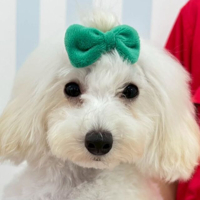 訓練科に#新入生ワンちゃん が入学しました🐶‼️

#トイプードル の女の子 ビラちゃん🏵️

リボンが似合う可愛い女の子💞
⁡
⁡ 🐾⁡
⁡🐾⁡
⁡#いばらきどうぶつ専門学校 #いばらき動物専門学院 #動物専門学校 #動物 #トリマー #ドッグトレーナー #家庭犬訓練士 #動物看護師 #動物臨床助士 #飼育員 #🐶 #dog #doglovers #土浦 #土浦駅 #水戸 #水戸動物専門学校  #つくば #日立 #担当犬 #パートナードッグ #犬 #かわいい⁡⁡ #オンリーワンちゃん#トイプードル