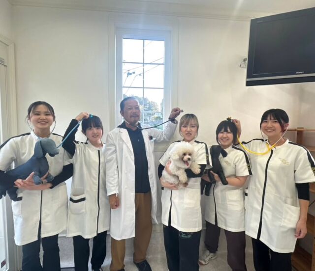 今日は獣医師K先生による 手術実習と座学がありました✨ ⁡
⁡
 本日は身体の構造だけでなく詳しい働きや病気について教えていただきました🫀
また手術時の麻酔等の気をつけるポイントやコツも教えていただきました！📚

今日もお疲れ様でした☺️

K先生、本日もありがとうございました✨
明日もよろしくお願いいたします！
🐾
 🐾
 🐾
 #いばらきどうぶつ専門学校 #いばらき動物専門学院 #動物専門学校 #いばどう #土浦市 #トリマー #ドッグトレーナー #動物看護師 #動物臨床助士 #飼育員 #ライセンス取得 #実習 #パートナードッグ #可愛い #iASC #いば動 #茨城 #動物 #専門 #学校 #犬 #オープンキャンパス #個別面談 #体験会 #水戸動物専門学校 #現役のプロから教わる授業 #動物病院