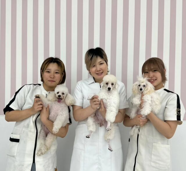 本日は現役のカリスマトリマーのＭ先生が指導に来てくださりました🐶

基本のカットスタイルからペットカットまで幅広く丁寧に教えていただきました✨
競技会シーズンに入り生徒達も技術を磨いています✨

本日もありがとうございました！
次回もまたよろしくお願いします🥰
🐾
🐾
🐾
#いばらきどうぶつ専門学校 #いばらき動物専門学院 #動物専門学校 #いばどう #土浦市 #トリマー #ドッグトレーナー #動物看護師 #動物臨床助士 #飼育員 #ライセンス取得 #実習 #パートナードッグ #可愛い #iASC #いば動 #茨城 #動物 #専門 #学校 #犬 #個別面談 #体験会 #現役のプロから教わる授業#トイ・プードル#プードル#トイプー