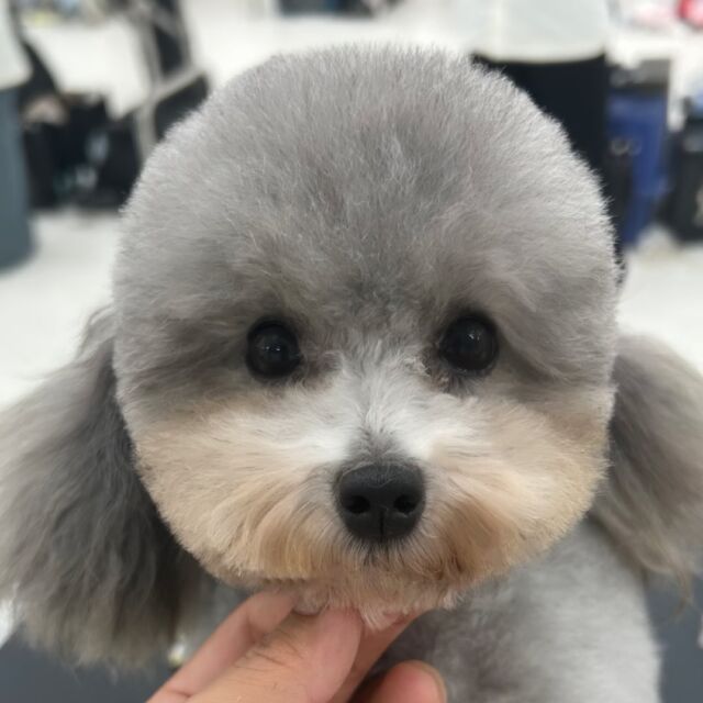 #今日の美容実習のワンちゃん 🐶

#トイプードル の「薔薇」ちゃん🌹

甘えん坊でトリミング中も一生懸命アピール🥹
最後まで頑張れました‼️
🐾⁡
⁡ 🐾⁡
⁡🐾⁡
⁡#いばらきどうぶつ専門学校 #いばらき動物専門学院 #動物専門学校 #動物 #トリマー #ドッグトレーナー #家庭犬訓練士 #動物看護師 #動物臨床助士 #飼育員 #🐶 #dog #doglovers #土浦 #土浦駅 #水戸 #水戸動物専門学校  #つくば #日立 #担当犬 #パートナードッグ #犬 #かわいい⁡⁡