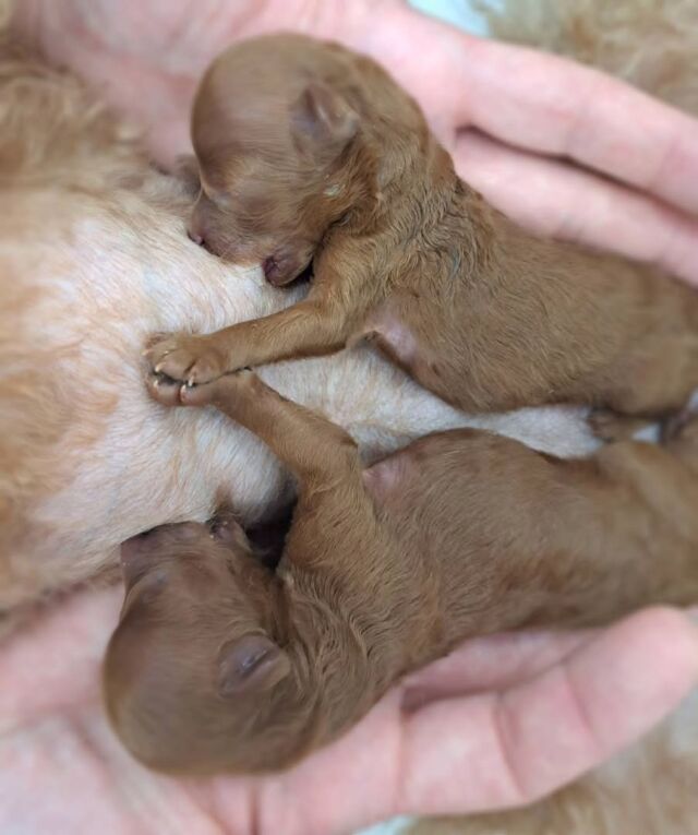 可愛い赤ちゃん産まれました💕

元気に大きく育ってね😊🎶
🐾⁡
⁡ 🐾⁡
⁡🐾⁡
⁡#いばらきどうぶつ専門学校 #いばらき動物専門学院 #動物専門学校 #動物 #トリマー #ドッグトレーナー #家庭犬訓練士 #動物看護師 #動物臨床助士 #飼育員 #🐶 #dog #doglovers #土浦 #土浦駅 #水戸 #水戸動物専門学校  #つくば #日立 #担当犬 #パートナードッグ #犬 #かわいい⁡⁡ #トイプードル #トイプードルパピー #パピー