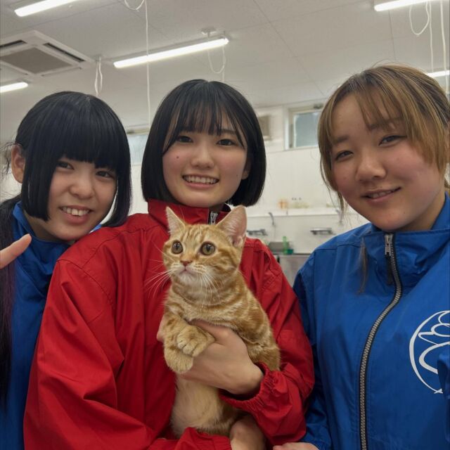 今日の美容実習は #猫実習 🐱を行いました︎💕︎

なかには、はじめて学校でシャンプーする子猫ちゃんも🫶

普段の実習とは違い、保定の難しさや大切さを学びました📖

みんなおつかれさま〜🐈‍⬛🐈
🐾
🐾
🐾
#いばらきどうぶつ専門学校 #いばらき動物専門学院 #動物専門学校 #いばどう #土浦市 #トリマー #ドッグトレーナー #動物看護師 #動物臨床助士 #飼育員 #ライセンス取得 #実習 #パートナードッグ #可愛い #iASC #いば動 #茨城 #動物 #専門 #学校 #犬 #オープンキャンパス #個別面談 #体験会 #水戸動物専門学 #猫好きさんと繋がりたい
