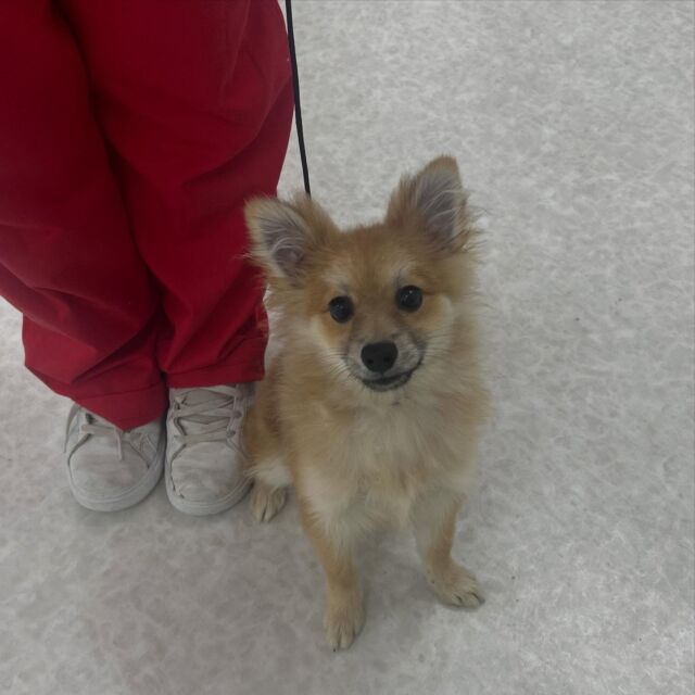 #今日の訓練実習のワンちゃん🐶

#ポメラニアン の「もなか」くん🍨

苦手なことを克服するために頑張ってます💪
🐾⁡
⁡ 🐾⁡
⁡🐾⁡
⁡#いばらきどうぶつ専門学校 #いばらき動物専門学院 #動物専門学校 #動物 #トリマー #ドッグトレーナー #家庭犬訓練士 #動物看護師 #動物臨床助士 #飼育員 #🐶 #dog #doglovers #土浦 #土浦駅 #水戸 #水戸動物専門学校  #つくば #日立 #担当犬 #パートナードッグ #犬 #かわいい⁡⁡#オンリーワンちゃん #シェルティ #ポメラニアン
