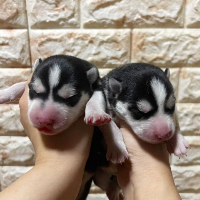 可愛い#シベリアンハスキー の赤ちゃんが産まれました🍼👼🏻

手にスッポリ収まる小ささ🥺🎀
すくすく育ってね🎈⸒⸒
🐾
🐾
🐾
#いばらきどうぶつ専門学校 #いばらき動物専門学院 #動物専門学校 #いばどう #土浦市 #トリマー #ドッグトレーナー #動物看護師 #動物臨床助士 #飼育員 #ライセンス取得 #実習 #パートナードッグ #可愛い #iASC #いば動 #茨城 #動物 #専門 #学校 #犬 #個別面談 #体験会 #ハスキー #子犬