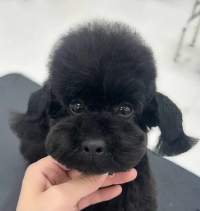 #今日の美容実習のワンちゃん 🐶

#トイプードル の「レス」ちゃん🖤 ̖́-

「かわいいねぇ」と言うとシッポをふりふり🤍🫧
⁡ 🐾⁡
⁡🐾⁡
⁡#いばらきどうぶつ専門学校 #いばらき動物専門学院 #動物専門学校 #動物 #トリマー #ドッグトレーナー #家庭犬訓練士 #動物看護師 #動物臨床助士 #飼育員 #🐶 #dog #doglovers #土浦 #土浦駅 #水戸 #水戸動物専門学校  #つくば #日立 #担当犬 #パートナードッグ #犬 #かわいい⁡⁡