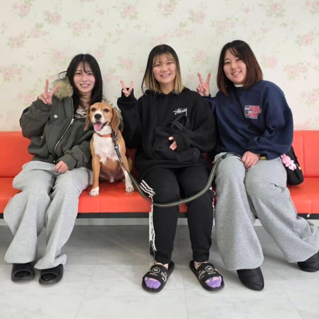 #卒業生 たちが遊びに来てくれました✨

#担当犬 の#ビーグル のみたらしくん🍡も来てくれました👏💕

良いご報告もしてくれました💍✨

また遊びに来てね☺️
🐾
🐾
🐾⁡
⁡⁡⁡#いばらきどうぶつ専門学校 #いばらき動物専門学院 #動物専門学校 #いばどう #土浦市 #トリマー #ドッグトレーナー #動物看護師 #動物臨床助士 #飼育員 #実習 #パートナードッグ  #iASC #いば動 #茨城 #動物 #専門 #学校 #犬 #オープンキャンパス #体験会 #水戸動物専門学校  #可愛い卒業生