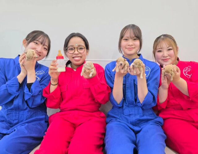 本日はオープンキャンパスにご参加いただきありがとうございました✨

飼育体験や訓練体験など色々な体験を在校生と一緒に行いました🐕️💕

ミルクあげ体験もたくさんの赤ちゃん🍼がいたので、一人一人体験しました👏

次回のオープンキャンパスは12月6日(土)です✨

イベントの日程やご予約はプロフィール欄から
HPへGO👉@iasc_iasc
🐾
🐾
🐾
⁡⁡⁡⁡⁡⁡#いばらきどうぶつ専門学校 #いばらき動物専門学院 #動物専門学校 #いばどう #土浦市 #トリマー #ドッグトレーナー #動物看護師 #動物臨床助士 #飼育員 #ライセンス取得 #パートナードッグ #iASC #いば動 #茨城 #動物 #専門 #学校 #犬 #オープンキャンパス #個別面談 #体験会 #水戸動物専門学校 #トイプードル #パピー