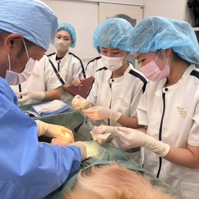 今日は獣医師K先生による #手術実習 がありました✨ ⁡
⁡
1日でたくさんの手術を行いました‼️
手術実習の後は器具について勉強することができました📚️✎
再確認して明日も頑張っていこう👍️

K先生、本日もありがとうございました✨
次回もよろしくお願いいたします！
🐾
 🐾
 🐾
 #いばらきどうぶつ専門学校 #いばらき動物専門学院 #動物専門学校 #いばどう #土浦市 #トリマー #ドッグトレーナー #動物看護師 #動物臨床助士 #飼育員 #ライセンス取得 #実習 #パートナードッグ #可愛い #iASC #いば動 #茨城 #動物 #専門 #学校 #犬 #オープンキャンパス #個別面談 #体験会 #水戸動物専門学校 #現役のプロから教わる授業 #動物病院