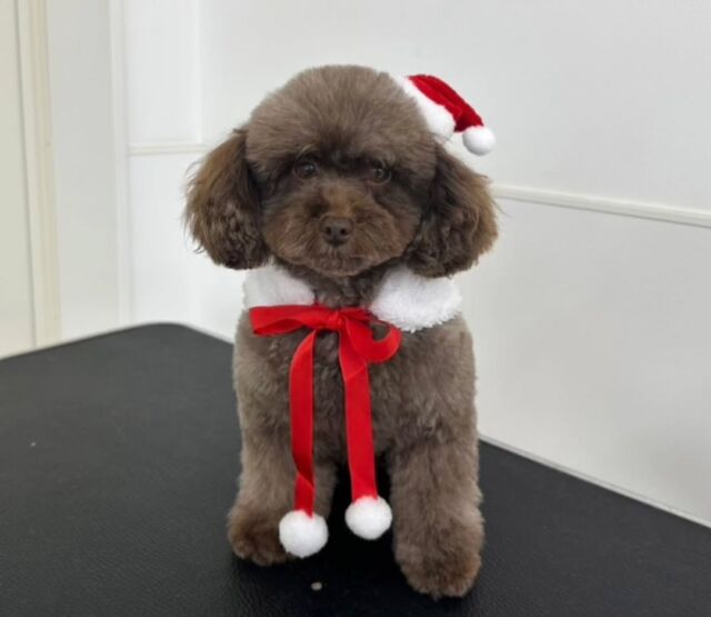 #今日の美容実習のワンちゃん 🐶

#トイプードル の「ネード」ちゃん🤎

つぶらな瞳が愛らしいとても可愛い女の子💞
みんなに可愛がられて尻尾をぷりぷり🥰
⁡ 🐾⁡
⁡🐾⁡
⁡#いばらきどうぶつ専門学校 #いばらき動物専門学院 #動物専門学校 #動物 #トリマー #ドッグトレーナー #家庭犬訓練士 #動物看護師 #動物臨床助士 #飼育員 #🐶 #dog #doglovers #土浦 #土浦駅 #水戸 #水戸動物専門学校  #つくば #日立 #担当犬 #パートナードッグ #犬 #かわいい⁡⁡