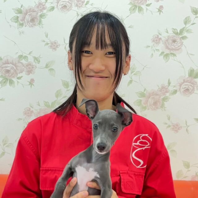 #担当犬 🐶が来ました⭐️

 #イタリアングレーバウンド の「れあ」ちゃんです🎂

とっても元気な女の子💞

これから一緒に訓練頑張ろう🎶
🐾
🐾
🐾
#いばらきどうぶつ専門学校 #いばらき動物専門学院 #動物専門学校 #動物 #トリマー #ドッグトレーナー #家庭犬訓練士 #動物看護師 #動物臨床助士 #飼育員 #🐶 #dog #doglover #土浦 #土浦駅 #水戸 #水戸動物専門学校  #つくば #日立 #担当犬 #パートナードッグ #犬 #かわいい⁡⁡#オンリーワンちゃん #ポメ #ポメラニアン