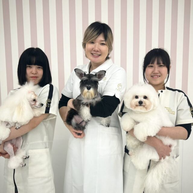 本日は現役のカリスマトリマーのＭ先生が指導に来てくださりました✨

今日は #ショーカット 🐩‪ ✂️
たくさんアドバイスを頂き最後まで頑張ることができました‼️

本日もありがとうございました。
次回もまたよろしくお願いします🥰
🐾
🐾
🐾
#いばらきどうぶつ専門学校 #いばらき動物専門学院 #動物専門学校 #いばどう #土浦市 #トリマー #ドッグトレーナー #動物看護師 #動物臨床助士 #飼育員 #ライセンス取得 #実習 #パートナードッグ #可愛い #iASC #いば動 #茨城 #動物 #専門 #学校 #犬 #個別面談 #体験会 #現役のプロから教わる授業#トイ・プードル#プードル#トイプー