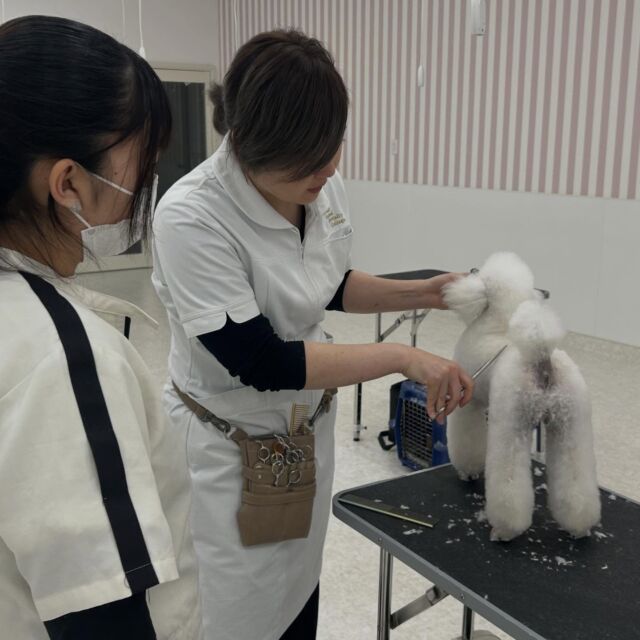 本日は現役のカリスマトリマーのＭ先生が指導に来てくださりました✨
⁡
今日は試験に向けて #ラムクリップ のチェックをして頂きました🎈
まだまだ課題が沢山✍️教えていただいたことを復習して本番に向けて頑張っていこう😽

本日もありがとうございました。
次回もまたよろしくお願いします🥰
🐾
🐾
🐾
#いばらきどうぶつ専門学校 #いばらき動物専門学院 #動物専門学校 #いばどう #土浦市 #トリマー #ドッグトレーナー #動物看護師 #動物臨床助士 #飼育員 #ライセンス取得 #実習 #パートナードッグ #可愛い #iASC #いば動 #茨城 #動物 #専門 #学校 #犬 #個別面談 #体験会 #現役のプロから教わる授業#トイ・プードル#プードル