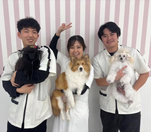 本日はペットサロンオーナーN先生による #美容実習 でした🐶✨

ベドリントンカットやムスカットなど少し難しいカットを復習し、わからないところもまた聞きながら勉強しました📖✨

ドッグショーに向けてハンドリングも見ていただきました💪❤️‍🔥

本日はありがとうございました。
次回もまたお願いします🙏
🐾
🐾
🐾
#いばらきどうぶつ専門学校 #いばらき動物専門学院 #動物専門学校 #動物 #トリマー #ドッグトレーナー #家庭犬訓練士 #動物看護師 #動物臨床助士 #飼育員 #🐶 #dog #doglover #土浦 #土浦駅 #水戸 #水戸動物専門学校  #つくば #日立 #担当犬 #パートナードッグ #犬 #かわいい⁡⁡#オンリーワンちゃん