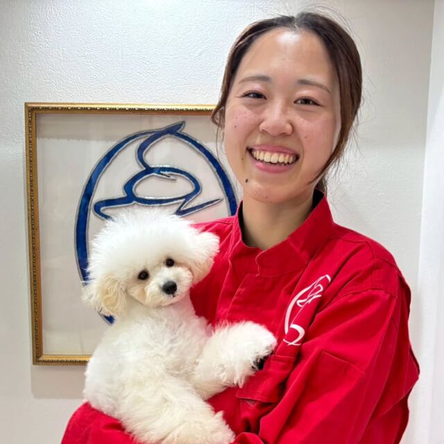 #担当犬 🐶が来ました⭐️

 #トイプードル の「ゆきみ」ちゃんです🍮

甘えん坊な女の子💞

これから一緒に訓練頑張ろう🎶
🐾
🐾
🐾
#いばらきどうぶつ専門学校 #いばらき動物専門学院 #動物専門学校 #動物 #トリマー #ドッグトレーナー #家庭犬訓練士 #動物看護師 #動物臨床助士 #飼育員 #🐶 #dog #doglover #土浦 #土浦駅 #水戸 #水戸動物専門学校  #つくば #日立 #担当犬 #パートナードッグ #犬 #かわいい⁡⁡#オンリーワンちゃん #ポメ #ポメラニアン