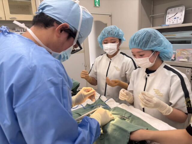 本日は獣医師N先生による #避妊手術 を行いました💫

靭帯損傷に関することを詳しく教えていただきました🩻
また包帯の巻き方も教えていただきました🦴

みんな今日もお疲れ様でした🙌❣️

N先生、本日もありがとうございました🙇
次回もよろしくお願いいたします✨
🐾
 🐾
 🐾
 #いばらきどうぶつ専門学校 #いばらき動物専門学院 #動物専門学校 #いばどう #土浦市 #トリマー #ドッグトレーナー #動物看護師 #動物臨床助士 #飼育員 #ライセンス取得 #実習 #パートナードッグ #可愛い #iASC #いば動 #茨城 #動物 #専門 #学校 #犬 #オープンキャンパス #個別面談 #体験会 #水戸動物専門学校 #現役のプロから教わる授業 #動物病院