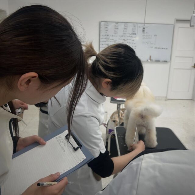 本日は現役のカリスマトリマーのＭ先生が指導に来てくださりました✨

今日は担当犬の #ショーカット 🐩‪ ✨
⁡
再確認もふまえ講義実習を行ってくださいました🥰
改めてポイントを、細かく学び、吸収してどんどんレベルアップしていこう！
⁡
本日もありがとうございました😽
🐾
🐾
🐾
#いばらきどうぶつ専門学校 #いばらき動物専門学院 #動物専門学校 #いばどう #土浦市 #トリマー #ドッグトレーナー #動物看護師 #動物臨床助士 #飼育員 #ライセンス取得 #実習 #パートナードッグ #可愛い #iASC #いば動 #茨城 #動物 #専門 #学校 #犬 #個別面談 #体験会 #現役のプロから教わる授業#トイ・プードル#プードル#トイプー