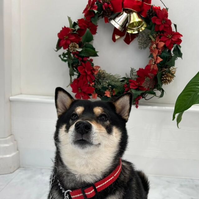#卒業生 たちが遊びに来てくれました✨

#担当犬 の#柴犬  もみじちゃん🍁が遊びに来てくれました🐕️

クリスマスリースと一緒にお写真を撮りました📷️✨

いつもありがとう👏❣️

また遊びに来てね☺️
🐾
🐾
🐾⁡
⁡⁡⁡#いばらきどうぶつ専門学校 #いばらき動物専門学院 #動物専門学校 #いばどう #土浦市 #トリマー #ドッグトレーナー #動物看護師 #動物臨床助士 #飼育員 #実習 #パートナードッグ  #iASC #いば動 #茨城 #動物 #専門 #学校 #犬 #オープンキャンパス #体験会 #水戸動物専門学校  #可愛い卒業生 #プードル #iASC自慢の卒業生 #柴 #黒柴