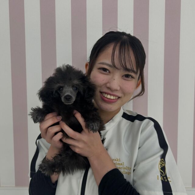#担当犬 🐶が来ました🌟

#トイプードル の『 のん 』ちゃん🍎
⁡
元気いっぱいなのんたんにママもメロメロです！
⁡
一緒に頑張ろう！
🐾
🐾
🐾
#いばらきどうぶつ専門学校 #いばらき動物専門学院 #動物専門学校 動物 トリマー ドッグトレーナー 家庭犬訓練士 動物看護師 動物臨床助士 飼育員 🐶 dog doglover 土浦 土浦駅 水戸 水戸動物専門学校  つくば 日立 担当犬 パートナードッグ 犬 かわいい⁡⁡オンリーワンちゃん