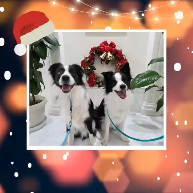 ✨🌲🎅メリークリスマス🎅🌲✨
🐾
🐾
🐾
⁡#いばらきどうぶつ専門学校 #いばらき動物専門学院 #動物専門学校 #動物 トリマー ドッグトレーナー 家庭犬訓練士 動物看護師 動物臨床助士 飼育員 🐶 dog doglover 土浦 土浦駅 水戸 水戸動物専門学校  つくば 日立 担当犬 パートナードッグ 犬 かわいい⁡⁡オンリーワンちゃん