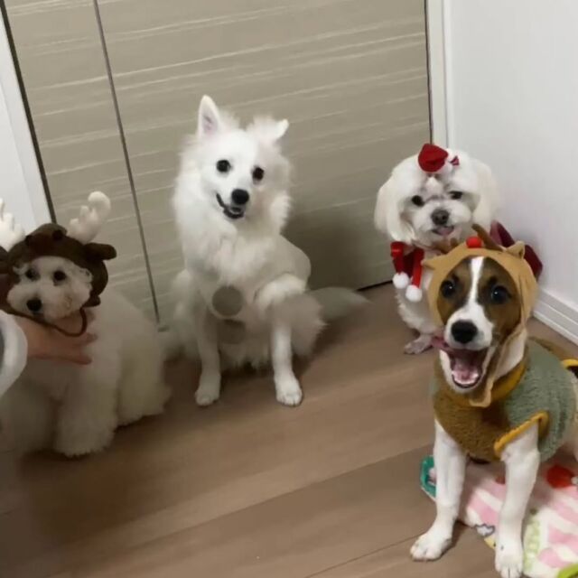 #担当犬と冬休み ☃️❄️

お友達と一緒にクリスマスパーティー🎄✨
ママ達から可愛いお洋服買ってもらいました☺️💕
🐾
🐾
🐾
⁡#いばらきどうぶつ専門学校 #いばらき動物専門学院 #動物専門学校 動物 トリマー ドッグトレーナー 家庭犬訓練士 動物看護師 動物臨床助士 飼育員 🐶 dog doglover 土浦 土浦駅 水戸 水戸動物専門学校  つくば 日立 担当犬 パートナードッグ 犬 かわいい⁡⁡オンリーワンちゃん