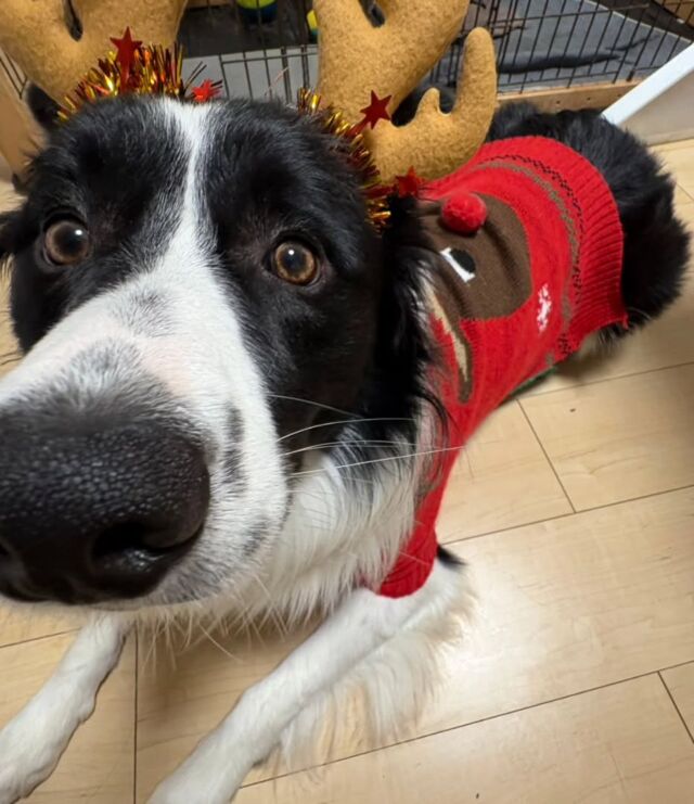 #担当犬と冬休み ☃️❄️

#ボーダーコリー のニックくん✨

パパと一緒にクリスマス会🎅🎂
トナカイの仮装をしました🦌
🐾
🐾
🐾
⁡#いばらきどうぶつ専門学校 #いばらき動物専門学院 #動物専門学校 動物 トリマー ドッグトレーナー 家庭犬訓練士 動物看護師 動物臨床助士 飼育員 🐶 dog doglover 土浦 土浦駅 水戸 水戸動物専門学校  つくば 日立 担当犬 パートナードッグ 犬 かわいい⁡⁡オンリーワンちゃん