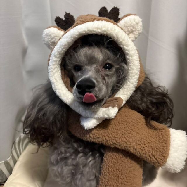 #⁡担当犬と冬休み🎄
⁡
トイプードルの男の子｢NICO｣くん🫶

今日はおうちでクリスマス🎅
僕はトナカイさんになったんだ🎶
サンタさん僕にプレゼントくれるかなぁ🦴

#いばらきどうぶつ専門学校#いばらき動物専門学院 ＃動物専門学校＃
いばどう ＃土浦市＃トリマー＃ドッグトレーナー＃動物看護師 ＃動物臨床助士＃育員#ライセンス取得実習パートナードッグ＃可愛い
iASC いば動＃茨城動物専門＃学校＃オープンキャンパス