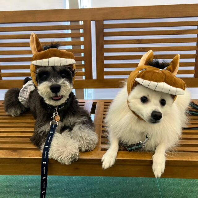 #担当犬と冬休み ☃️❄️

#シュナウザー のリノくん🐶
#日本スピッツ のくうちゃん🐶

2匹仲良く今年の干支の被り物をしました🐴✨
カメラ目線バッチリだね📷️👀

🐾
🐾
🐾
⁡#いばらきどうぶつ専門学校 #いばらき動物専門学院 動物専門学校 動物 トリマー ドッグトレーナー 家庭犬訓練士 動物看護師 動物臨床助士 飼育員 🐶 dog doglover 土浦 土浦駅 水戸 水戸動物専門学校  つくば 日立 担当犬 パートナードッグ 犬 かわいい⁡⁡オンリーワンちゃん