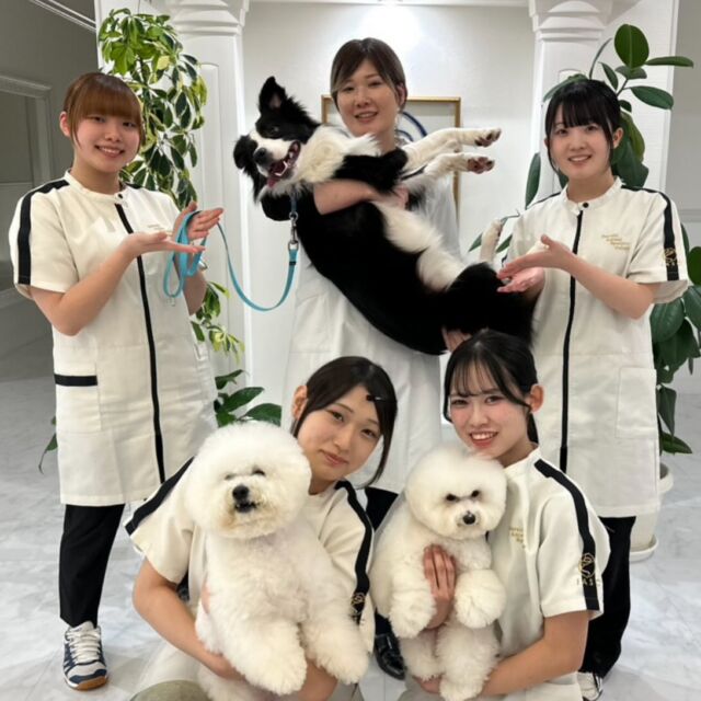 本日は現役のカリスマトリマーのＭ先生が指導に来てくださりました✨
⁡
様々なカットスタイルに挑戦している学生たち💭
難しいデザインなどに苦戦していましたがアドバイスを頂き仕上げることができました！

本日もありがとうございました。
次回もまたよろしくお願いします🥰
🐾
🐾
🐾
#いばらきどうぶつ専門学校 #いばらき動物専門学院 #動物専門学校 #いばどう 土浦市 トリマー ドッグトレーナー 動物看護師 動物臨床助士 飼育員 ライセンス取得 実習 パートナードッグ 可愛い iASC いば動 茨城 動物 専門 学校 犬 個別面談 体験会 現役のプロから教わる授業トイ・プードルプードル