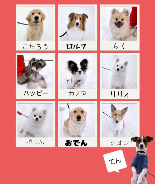 本日はオープンキャンパスにご参加いただきありがとうございました✨

今日は2026年初めてのオープンキャンパス👏
年明けからたくさんの方に来ていただけました☺️

1年生の#担当犬 たちも大活躍💕
可愛い姿をたくさん見ていただきました😍

イベントの日程やご予約はプロフィール欄から
HPへGO👉@iasc_iasc
🐾
🐾
🐾
⁡⁡⁡⁡⁡⁡#いばらきどうぶつ専門学校 #いばらき動物専門学院 #動物専門学校 #いばどう 土浦市 トリマー ドッグトレーナー 動物看護師 動物臨床助士 飼育員 ライセンス取得 パートナードッグ iASC いば動 茨城 動物 専門 学校 犬 オープンキャンパス